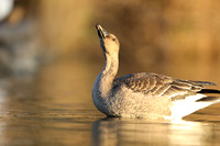 Tundra Bean Goose, Brean,