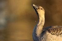 Tundra Bean Goose, Brean,