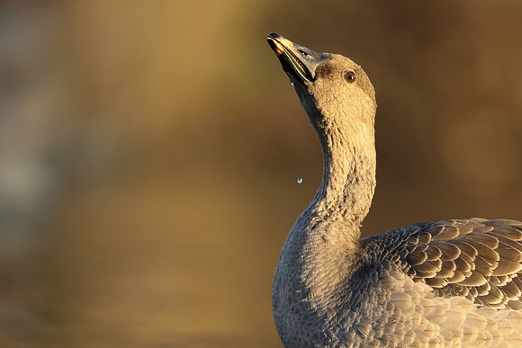 Tundra Bean Goose, Brean,
