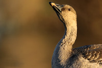 Tundra Bean Goose, Brean,