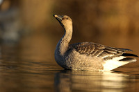 Tundra Bean Goose, Brean,