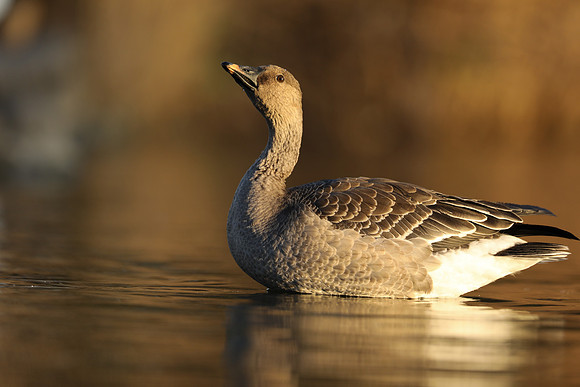 Tundra Bean Goose, Brean,