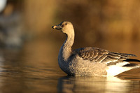 Tundra Bean Goose, Brean,