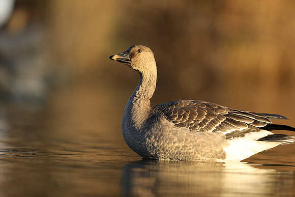 Tundra Bean Goose, Brean,