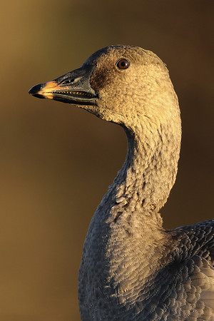 Tundra Bean Goose, Brean,