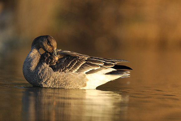 Tundra Bean Goose, Brean,
