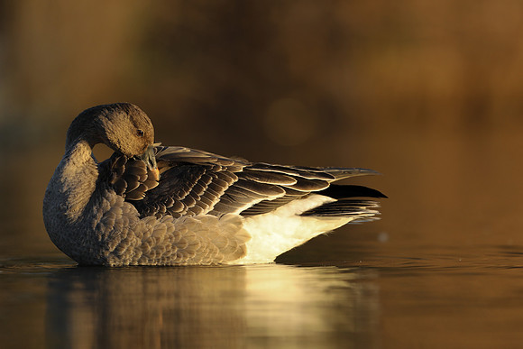 Tundra Bean Goose, Brean,
