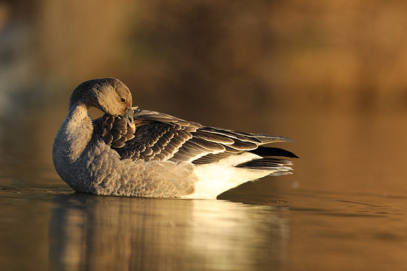 Tundra Bean Goose, Brean,