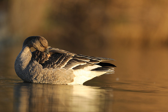 Tundra Bean Goose, Brean,