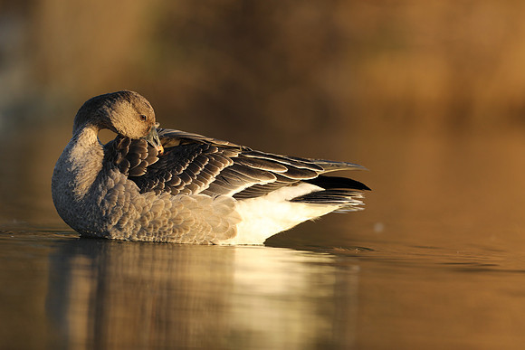 Tundra Bean Goose, Brean,