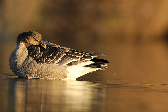 Tundra Bean Goose, Brean,