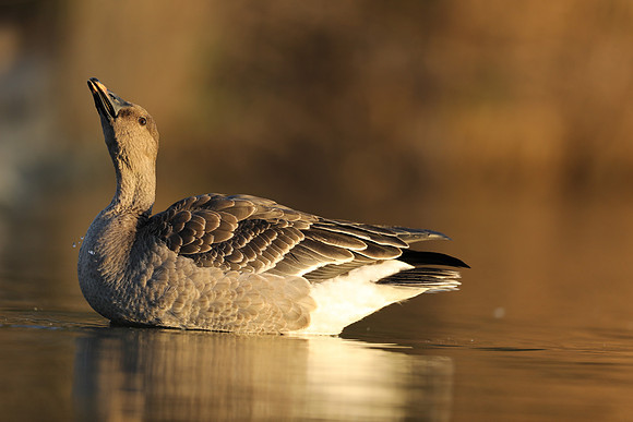 Tundra Bean Goose, Brean,