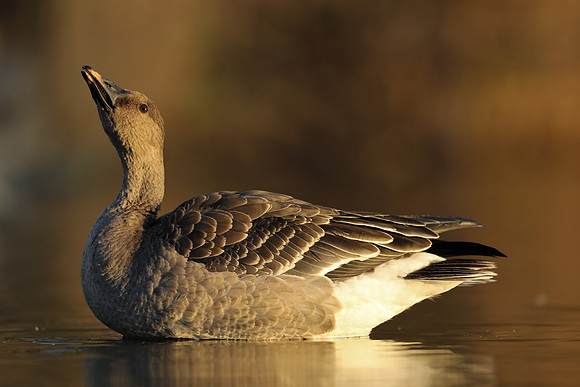 Tundra Bean Goose, Brean,