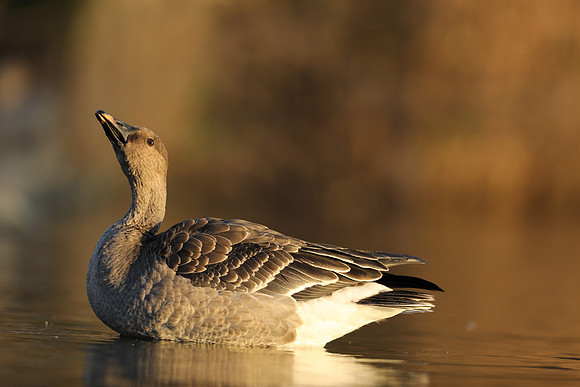 Tundra Bean Goose, Brean,