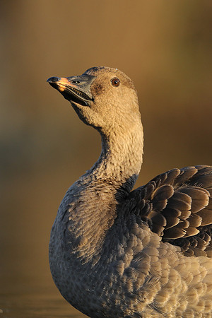 Tundra Bean Goose, Brean,