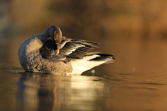 Tundra Bean Goose, Brean,