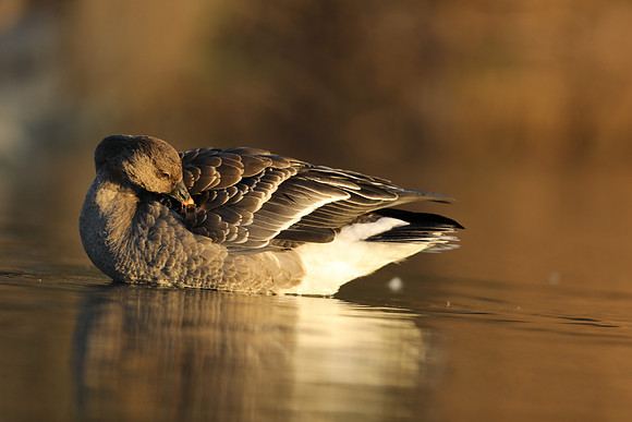 Tundra Bean Goose, Brean,