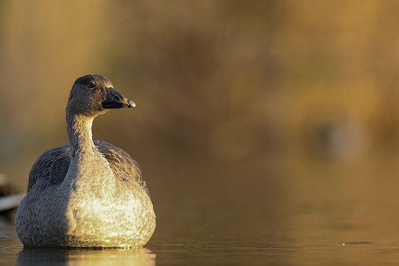 Tundra Bean Goose, Brean,