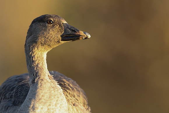 Tundra Bean Goose, Brean,