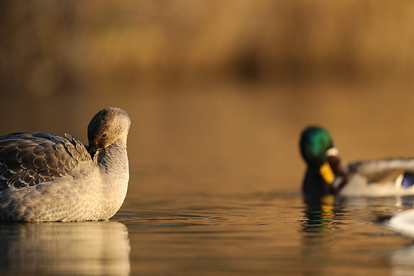 Tundra Bean Goose, Brean,