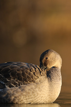 Tundra Bean Goose, Brean,