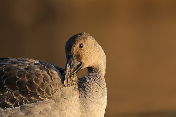 Tundra Bean Goose, Brean,