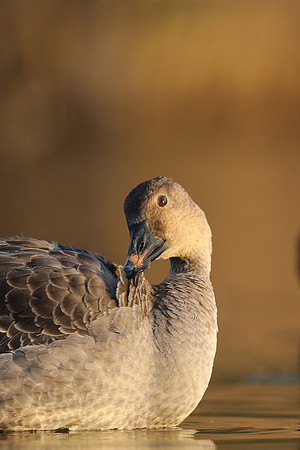 Tundra Bean Goose, Brean,
