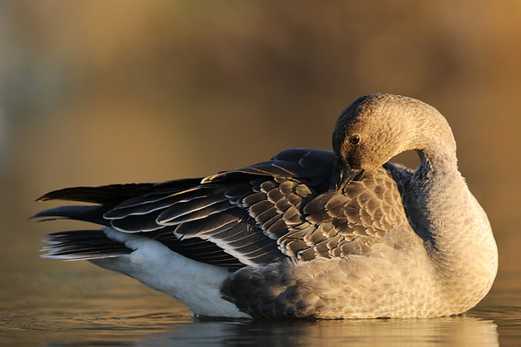 Tundra Bean Goose, Brean,