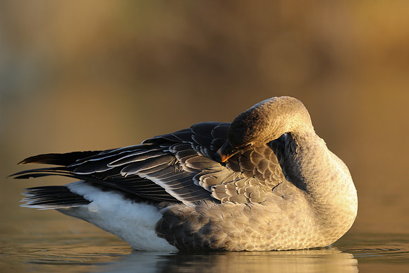 Tundra Bean Goose, Brean,