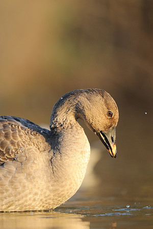 Tundra Bean Goose