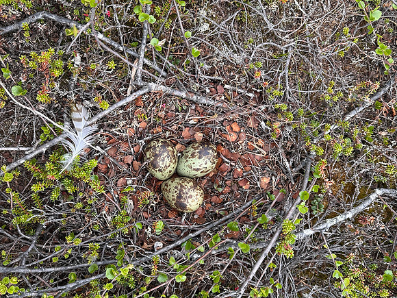 Whimbrel, Saariselka, Finland, June 2025
