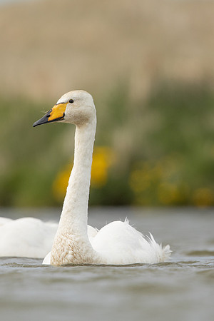 Whooper Swan, Snafellsnes, Iceland, June 2022