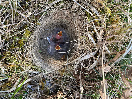 Woodlark, New forest, April 2021