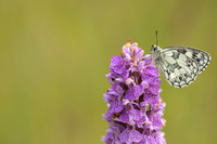 Marble White, Oldbury Power Station, June 2024