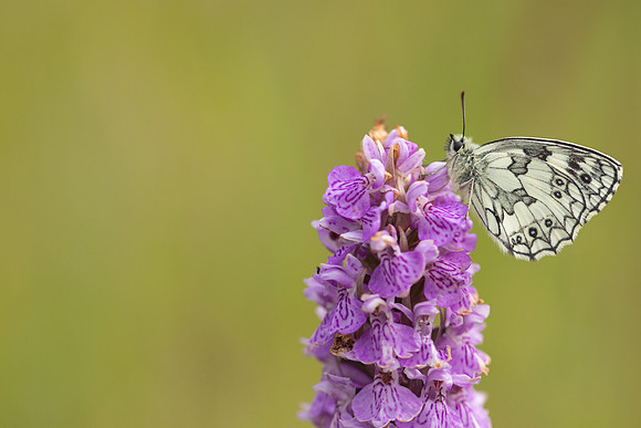 Marble White, Oldbury Power Station, June 2024