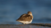 Little Stint, Cheddar Reservoir, September 2014