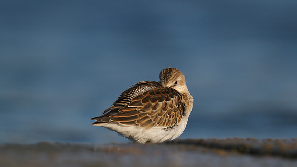 Little Stint, Cheddar Reservoir, September 2014