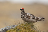 Ptarmigan, Raufarhofn, Iceland, June 2022
