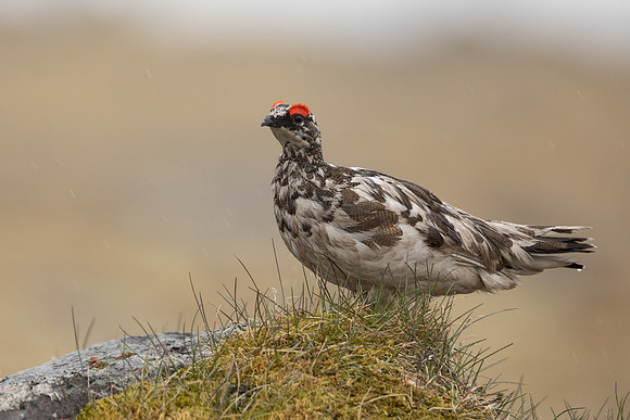 Ptarmigan, Raufarhofn, Iceland, June 2022