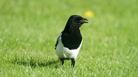 Magpie, Tockington, October 2014