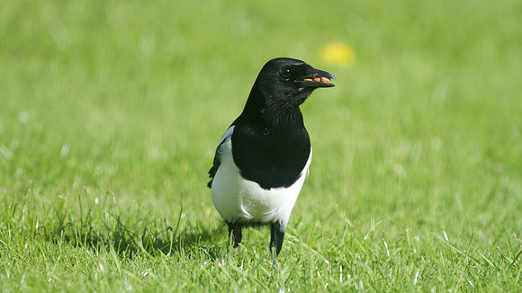Magpie, Tockington, October 2014