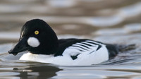 Goldeneye, Slimbridge, December 2014