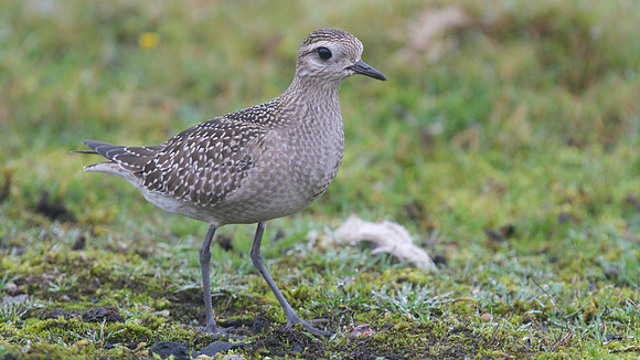 American Golden Plover, Davidstow, October 2014