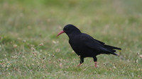 Chough.