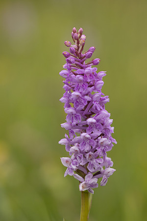 Chalk Fragrant x Common  Spotted-orchid, RudgeChalk Fragrant x Common  Spotted-orchid, Rudge Hill, June 2024 Hill, June 2024