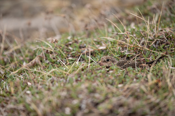 Purple Sandpiper, Raufarhofn, June 2022