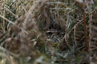 Woodlark, New forest, April 2021