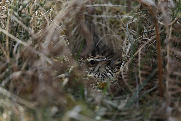 Woodlark, New forest, April 2021