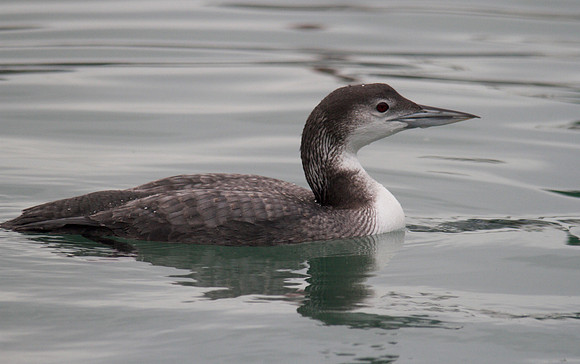 Great-nothern Diver, Brixham January 2014