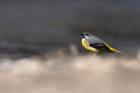 Grey Wagtail, Damery, March 2025